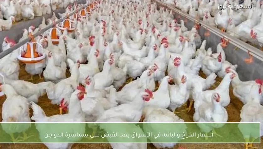 أسعار الفراخ والبانيه في الأسواق بعد القبض على سماسرة الدواجن