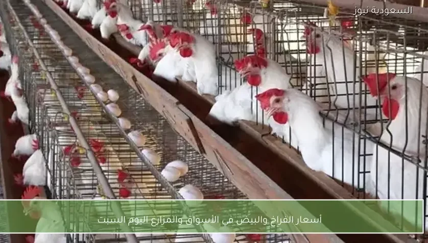 أسعار الفراخ والبيض في الأسواق والمزارع اليوم السبت