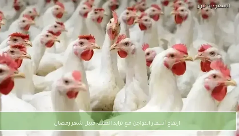 ارتفاع أسعار الدواجن مع تزايد الطلب قبيل شهر رمضان