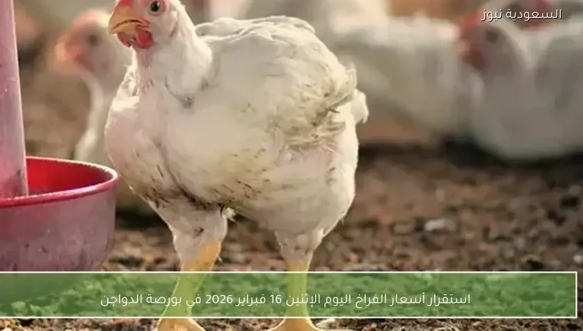 استقرار أسعار الفراخ اليوم الإثنين 16 فبراير 2026 في بورصة الدواجن