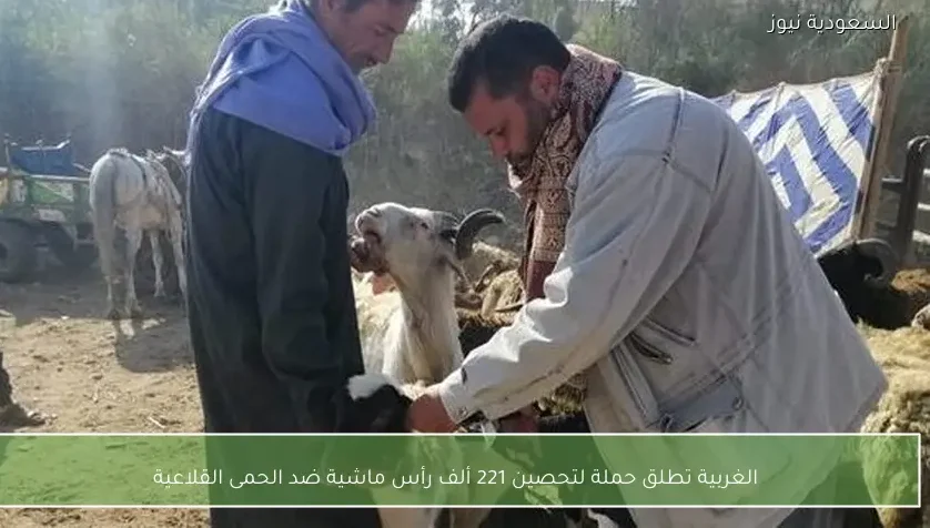 الغربية تطلق حملة لتحصين 221 ألف رأس ماشية ضد الحمى القلاعية