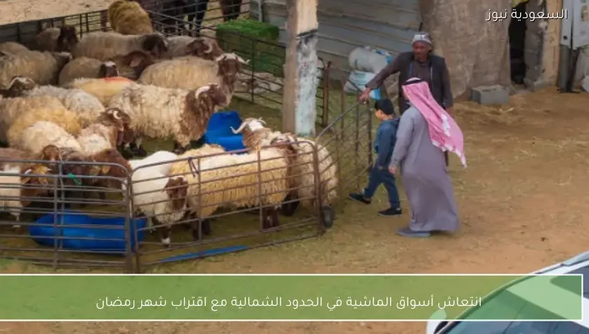 انتعاش أسواق الماشية في الحدود الشمالية مع اقتراب شهر رمضان