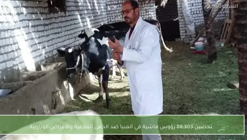 تحصين 86,303 رؤوس ماشية في المنيا ضد الحمى القلاعية والأمراض الوبائية