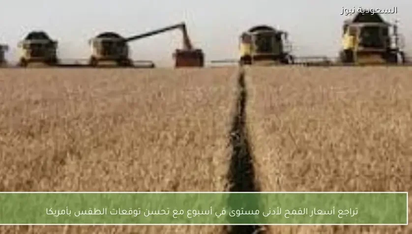 تراجع أسعار القمح لأدنى مستوى في أسبوع مع تحسن توقعات الطقس بأمريكا