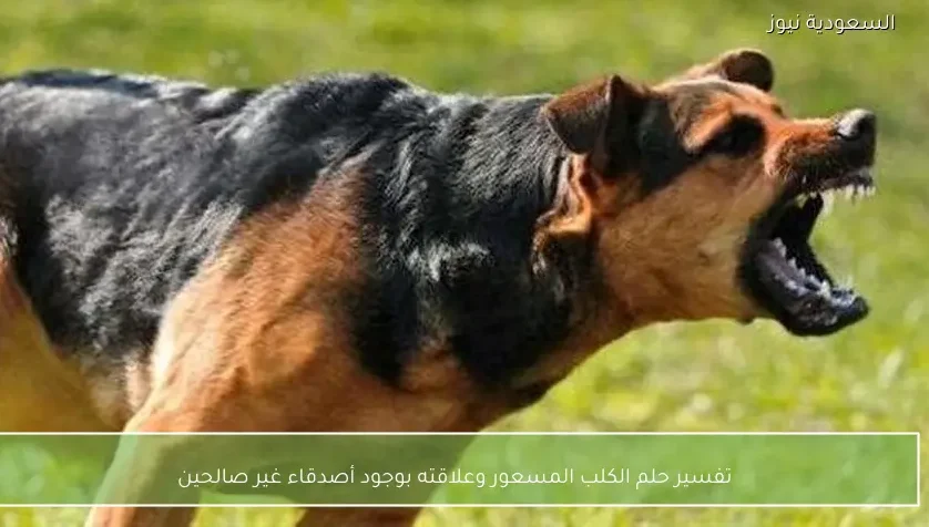 تفسير حلم الكلب المسعور وعلاقته بوجود أصدقاء غير صالحين