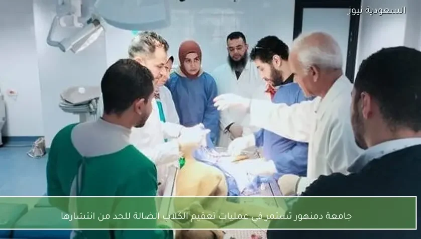 جامعة دمنهور تستمر في عمليات تعقيم الكلاب الضالة للحد من انتشارها