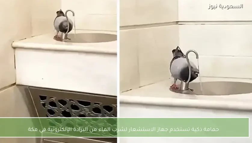 حمامة ذكية تستخدم جهاز الاستشعار لشرب الماء من البرادة الإلكترونية في مكة