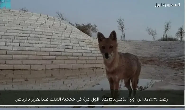 رصد “ابن آوى الذهبي” لأول مرة في محمية الملك عبدالعزيز بالرياض