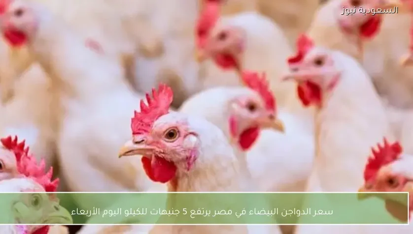 سعر الدواجن البيضاء في مصر يرتفع 5 جنيهات للكيلو اليوم الأربعاء