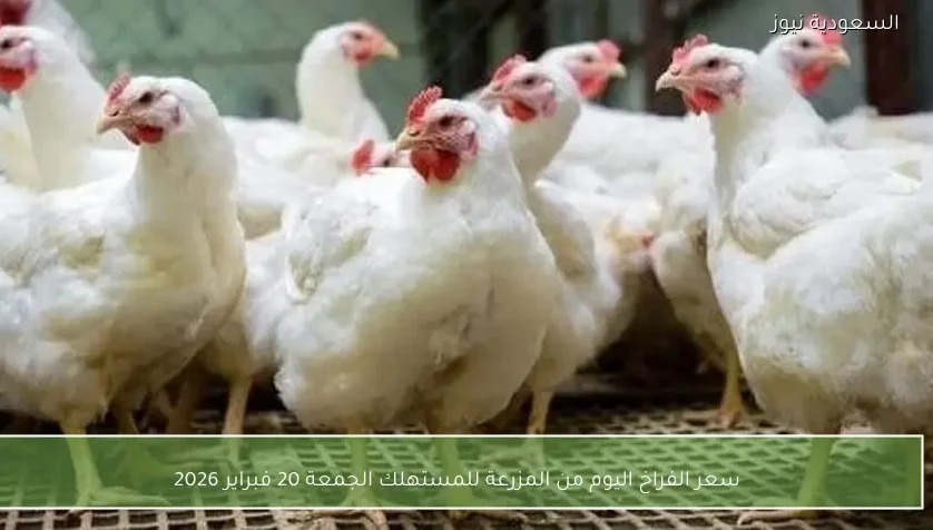 سعر الفراخ اليوم من المزرعة للمستهلك الجمعة 20 فبراير 2026