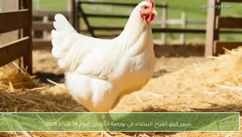 سعر كيلو الفراخ البيضاء في بورصة الدواجن اليوم 14 فبراير 2026