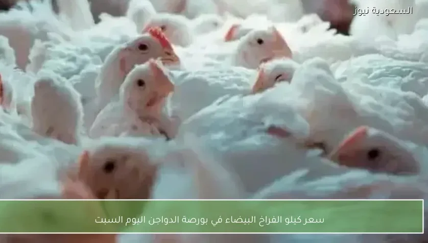 سعر كيلو الفراخ البيضاء في بورصة الدواجن اليوم السبت