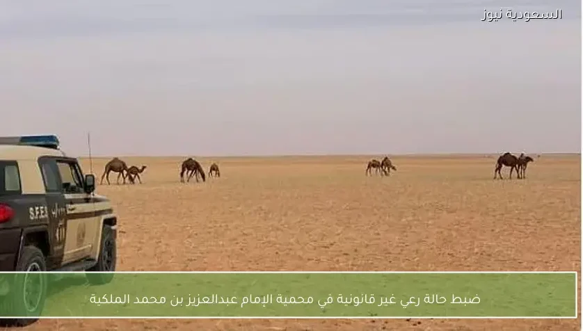 ضبط حالة رعي غير قانونية في محمية الإمام عبدالعزيز بن محمد الملكية