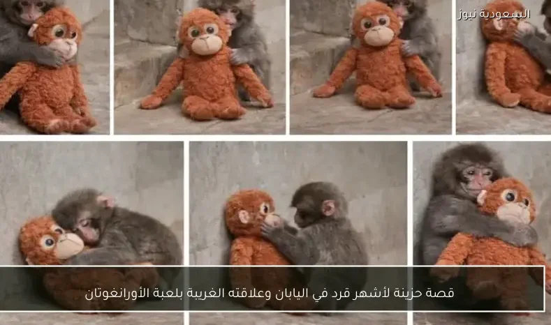 قصة حزينة لأشهر قرد في اليابان وعلاقته الغريبة بلعبة الأورانغوتان