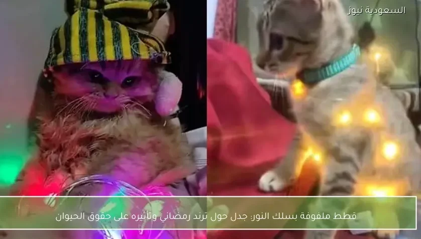 قطط ملفوفة بسلك النور: جدل حول ترند رمضاني وتأثيره على حقوق الحيوان