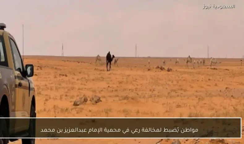 مواطن يُضبط لمخالفة رعي في محمية الإمام عبدالعزيز بن محمد