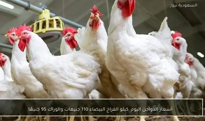 أسعار الدواجن اليوم: كيلو الفراخ البيضاء 110 جنيهات والوراك 95 جنيهًا