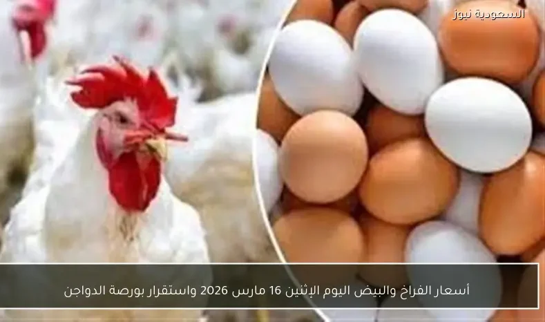 أسعار الفراخ والبيض اليوم الإثنين 16 مارس 2026 واستقرار بورصة الدواجن