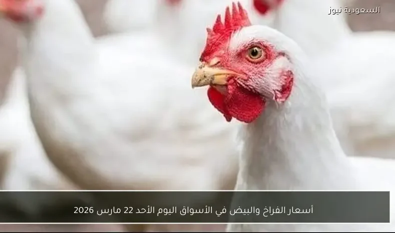 أسعار الفراخ والبيض في الأسواق اليوم الأحد 22 مارس 2026