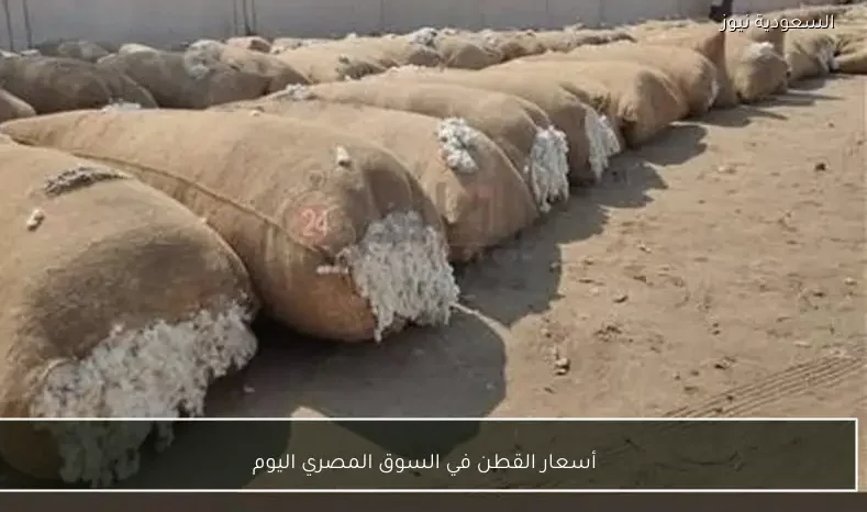 أسعار القطن في السوق المصري اليوم