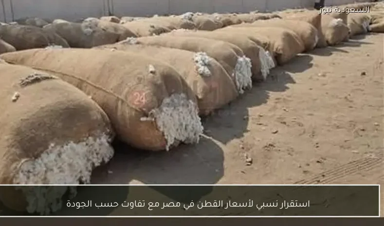 استقرار نسبي لأسعار القطن في مصر مع تفاوت حسب الجودة