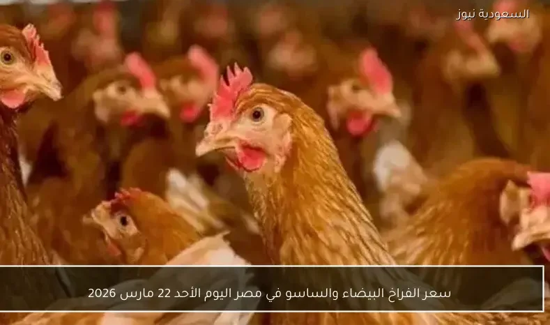 سعر الفراخ البيضاء والساسو في مصر اليوم الأحد 22 مارس 2026