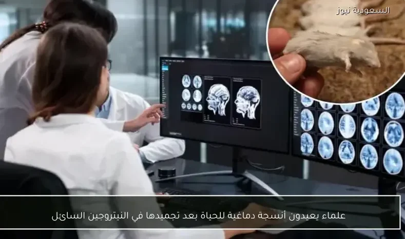 علماء يعيدون أنسجة دماغية للحياة بعد تجميدها في النيتروجين السائل