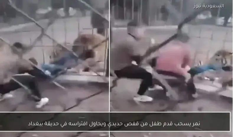 نمر يسحب قدم طفل من قفص حديدي ويحاول افتراسه في حديقة ببغداد