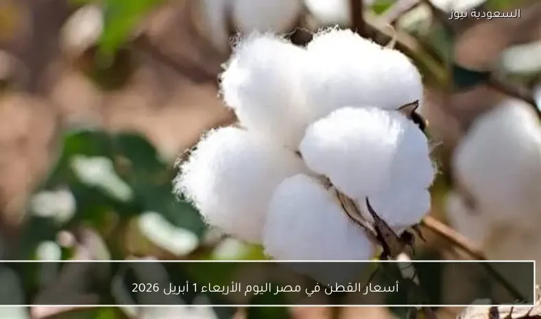 أسعار القطن في مصر اليوم الأربعاء 1 أبريل 2026