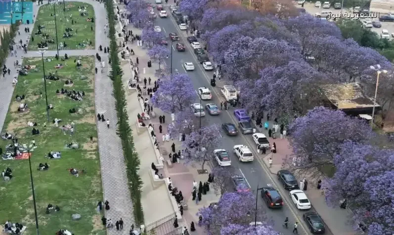 حشود جديدة تتوافد على زهرة نادرة في أبها