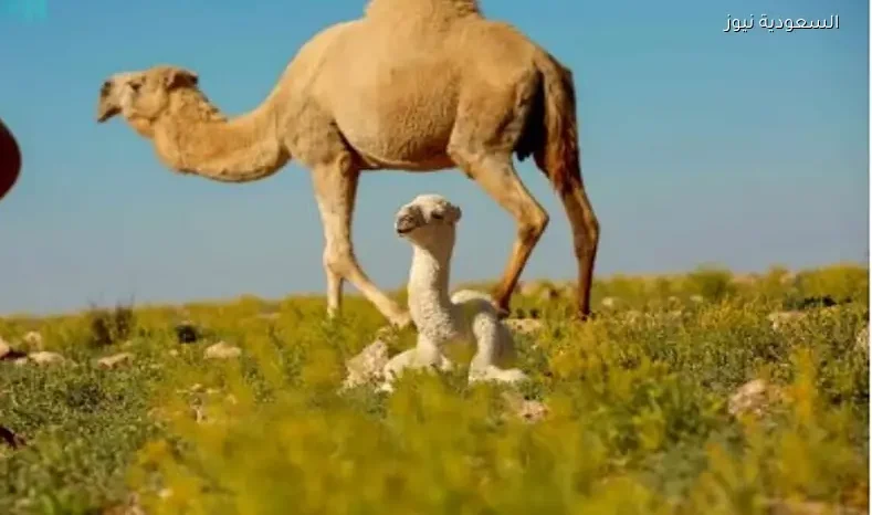 ضوابط الرعي المحدثة في محمية الإمام تركي بن عبدالله الملكية