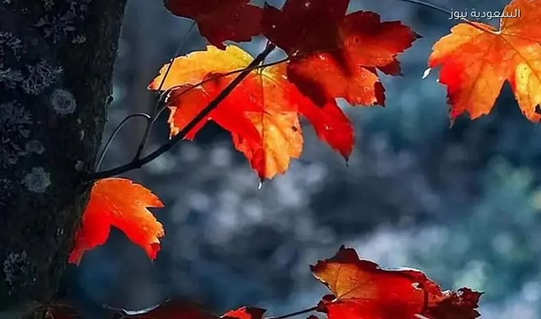 فلكية جدة: أبريل يبرز جمال الربيع في النصف الشمالي للكرة الأرضية