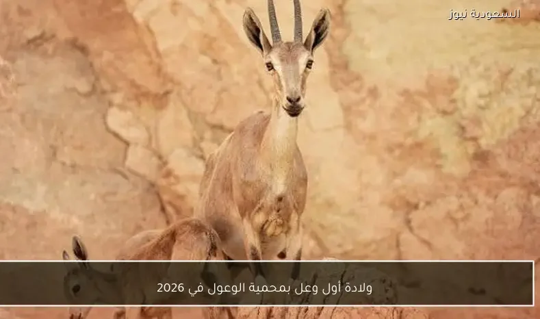 ولادة أول وعل بمحمية الوعول في 2026